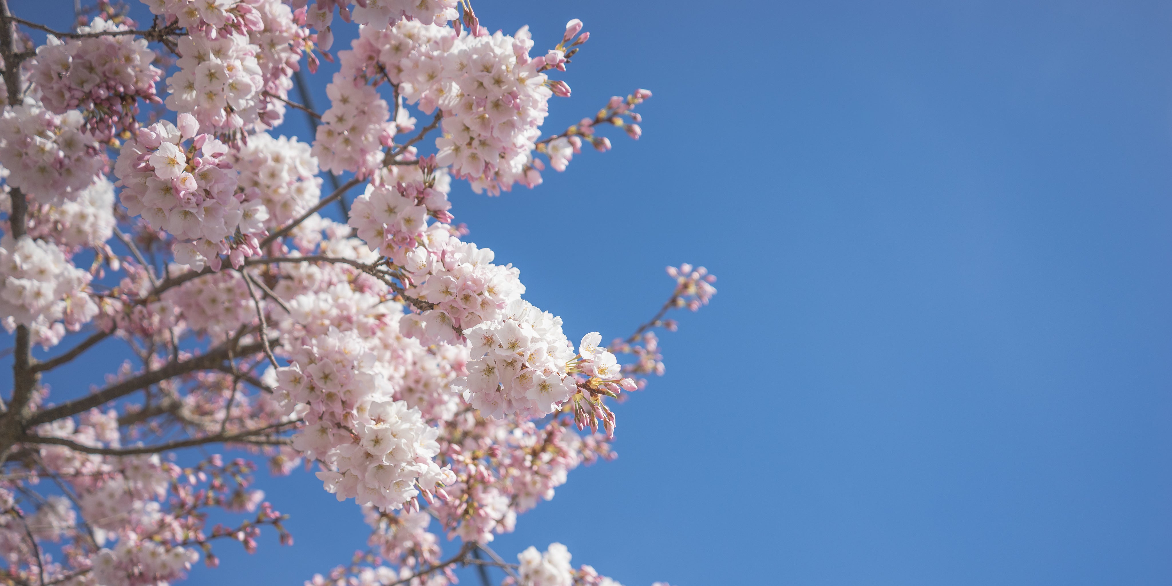 files/delicate-pink-and-white-cherry-blossoms-against-blue-sky.jpg
