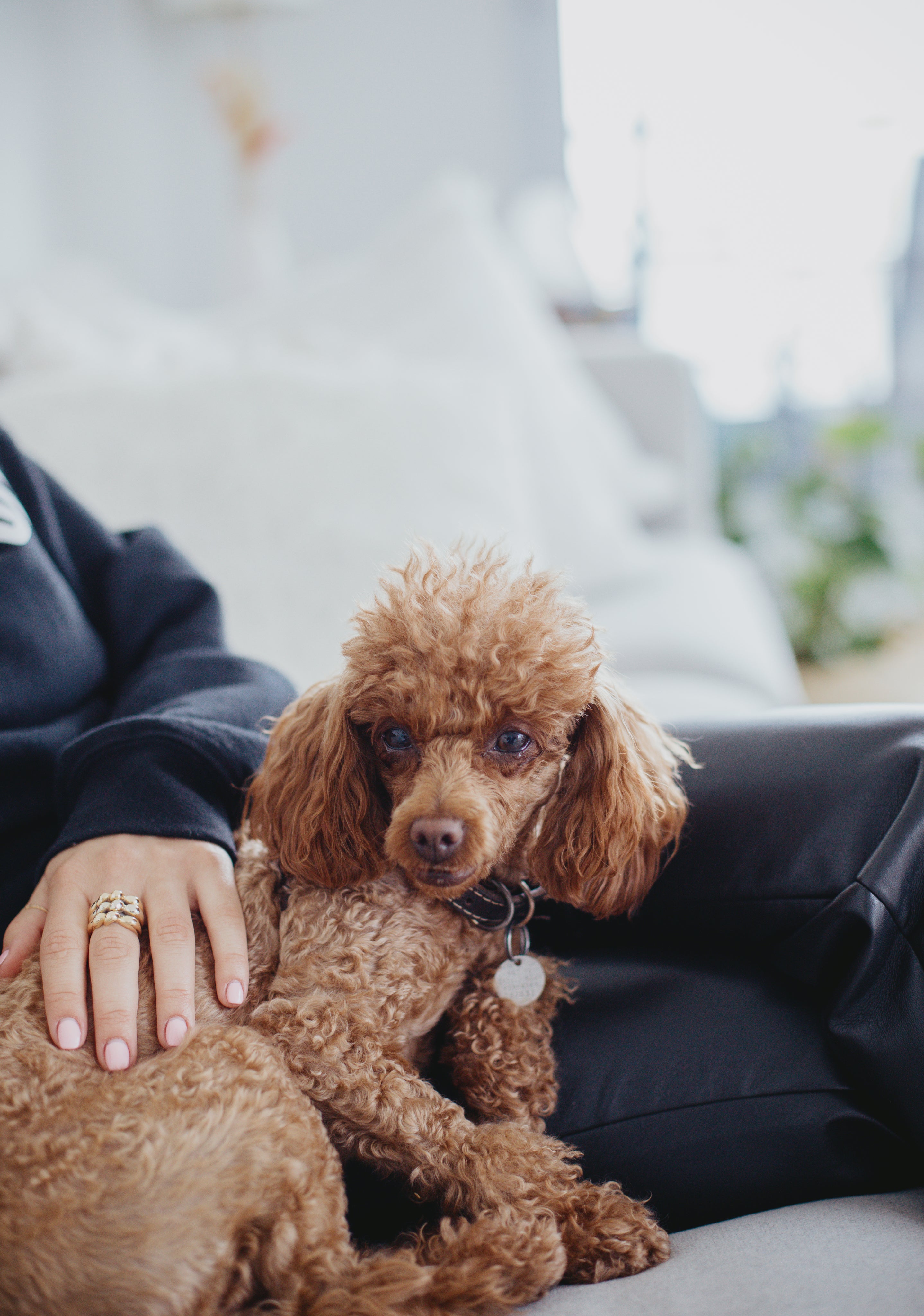 files/small-brown-dog-sits-next-to-a-person.jpg
